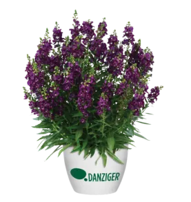 ALONIA™ Big Grape
