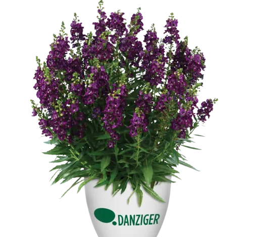 ALONIA™ Big Grape