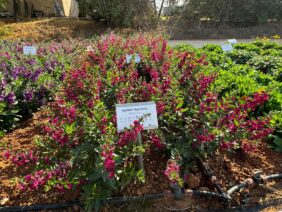 ALONIA™ Big Cherry