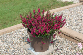 ALONIA™ Big Cherry