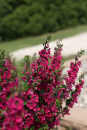 ALONIA™ Big Cherry