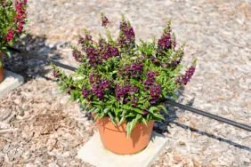 ALONIA™ Big Grape