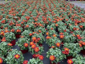 Blazing Ring of Fire™