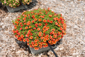 COLIBRI™ Tangerine