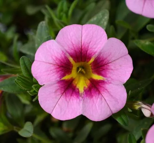 Lia™ Spark Pink