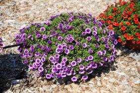 COLIBRI™ Spark Purple