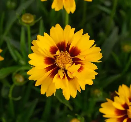 Solanna™ Sunset Bright
