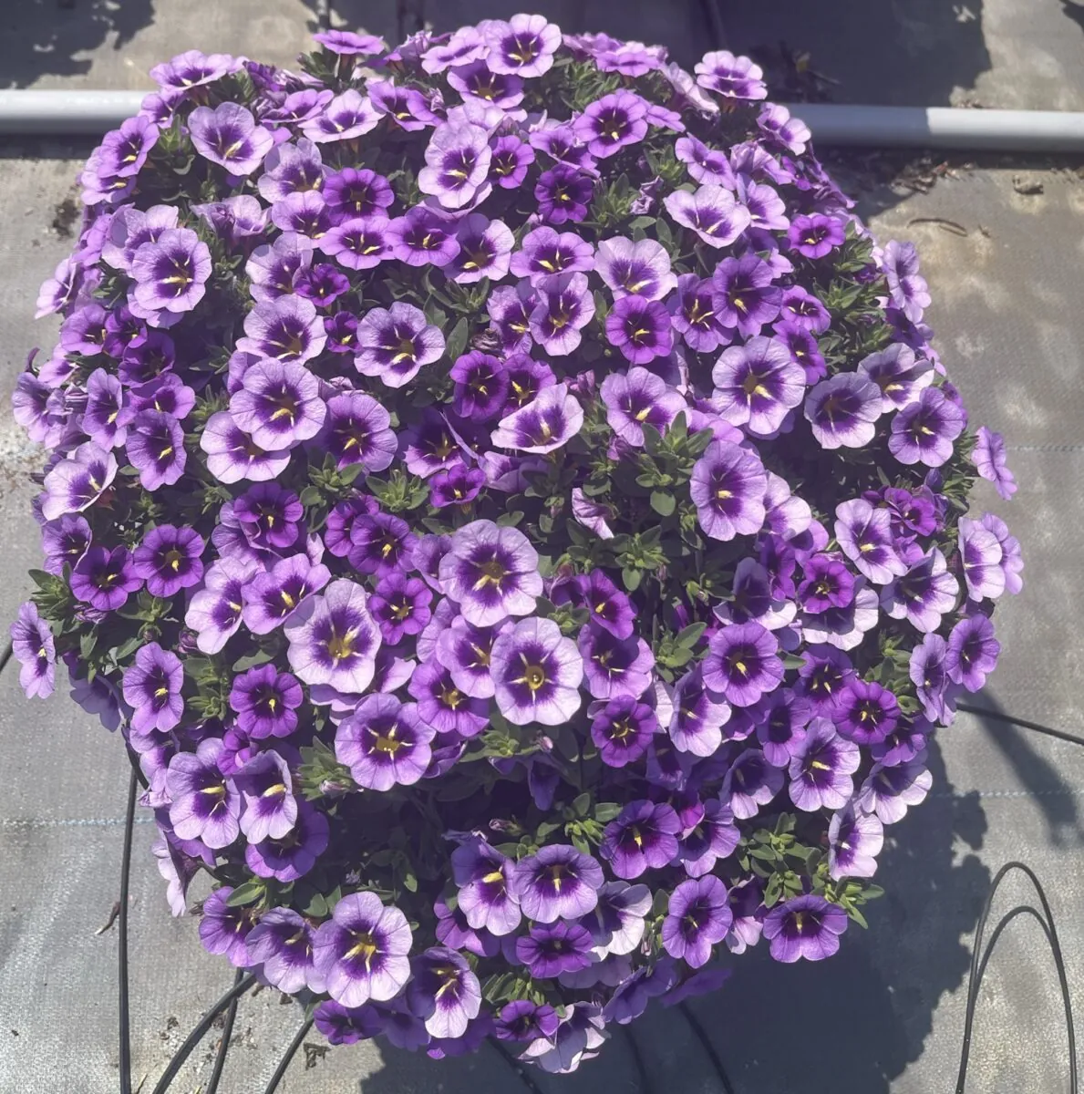 COLIBRI™ Spark Purple