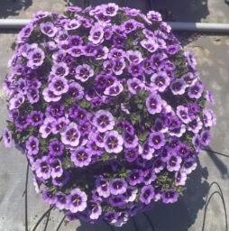 COLIBRI™ Spark Purple