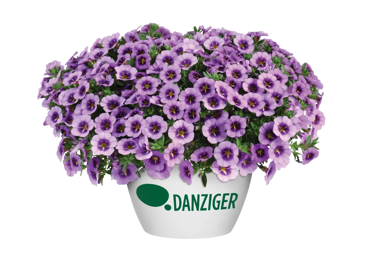 COLIBRI™ Spark Purple