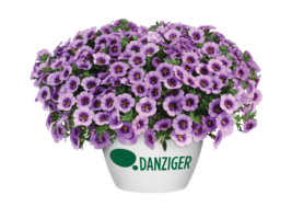 Colibri™ Cherry Lace - Danziger
