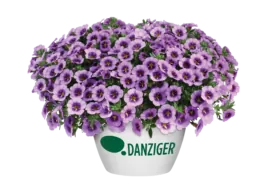 COLIBRI™ Spark Purple
