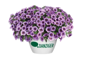 COLIBRI™ Spark Purple