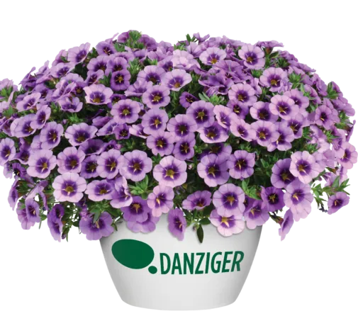 COLIBRI™ Spark Purple - Danziger