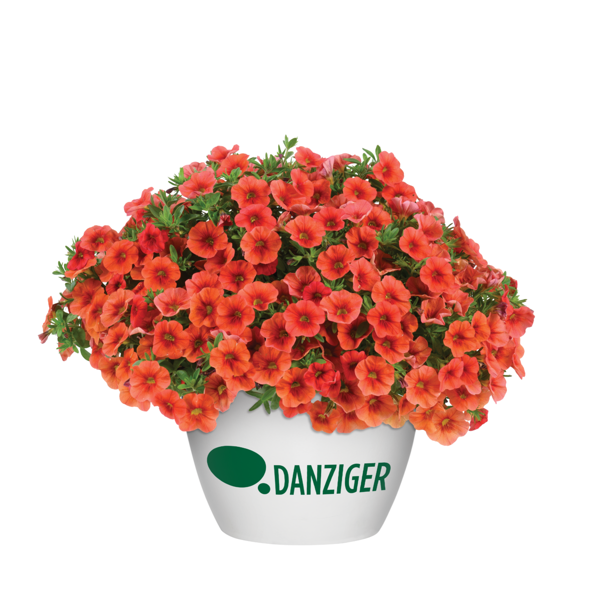COLIBRI™ Tangerine - Danziger