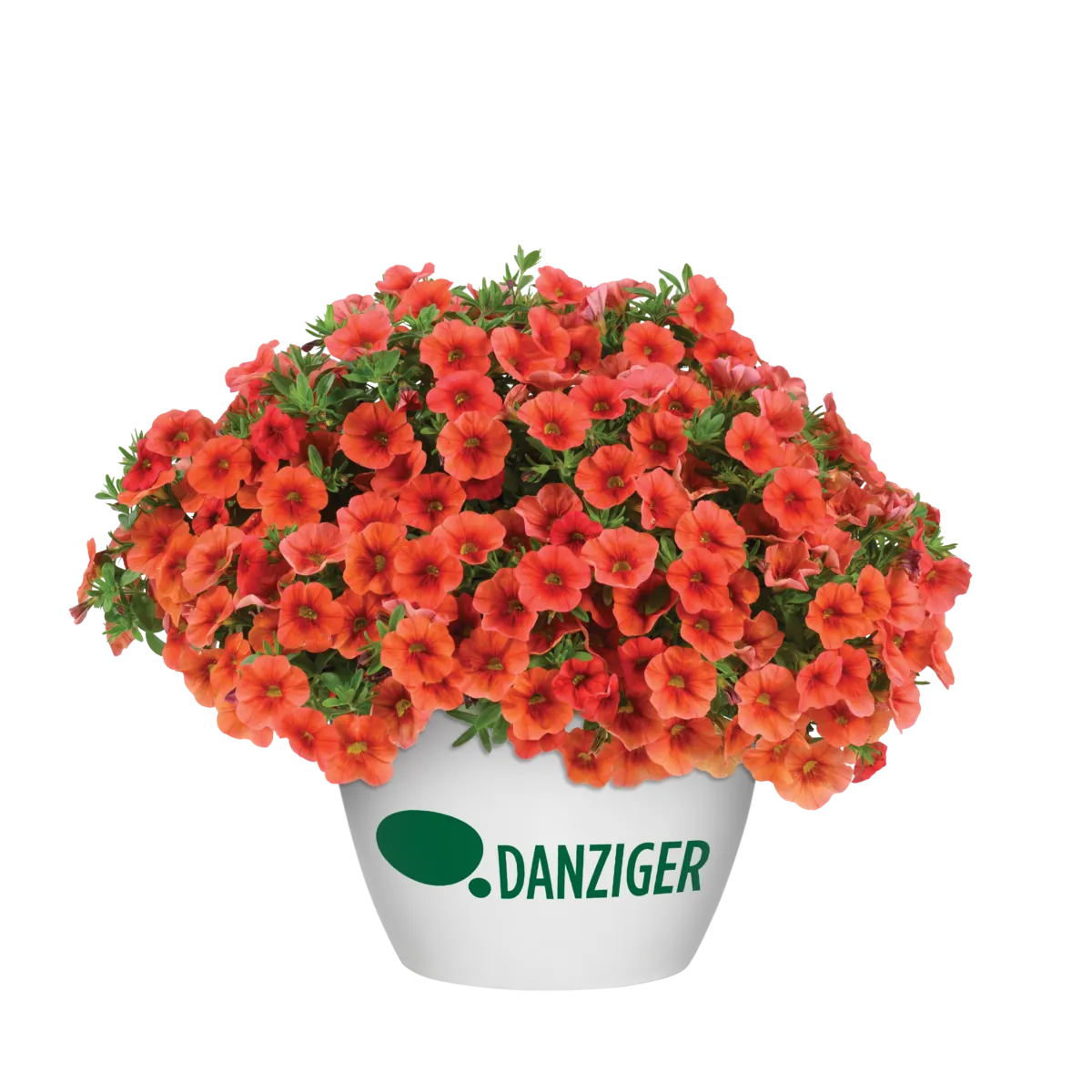 COLIBRI™ Tangerine