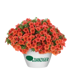 COLIBRI™ Tangerine
