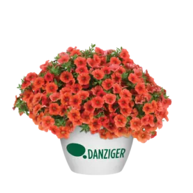 COLIBRI™ Tangerine