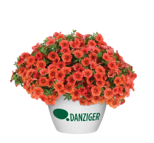 COLIBRI™ Tangerine