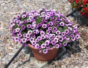 COLIBRI™ Spark Purple