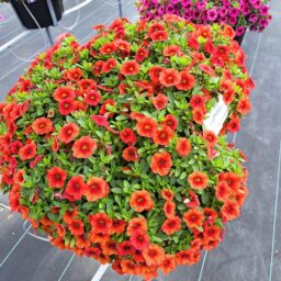 COLIBRI™ Tangerine