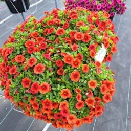 COLIBRI™ Tangerine