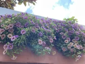 OMBRE™ Purple
