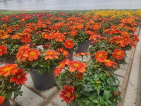 Blazing Ring of Fire™