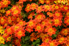 Blazing Ring of Fire™