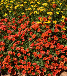 COLIBRI™ Tangerine