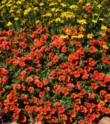 COLIBRI™ Tangerine
