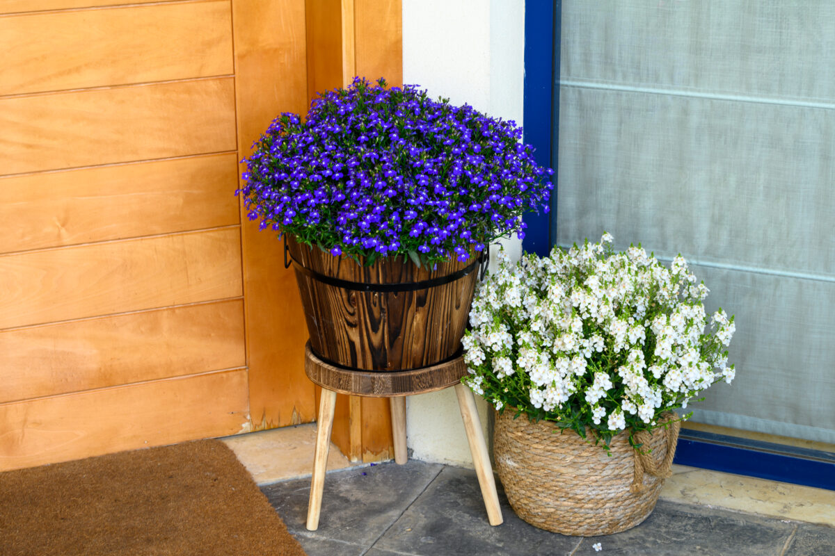 GLOW™ Blue Volt - Danziger
