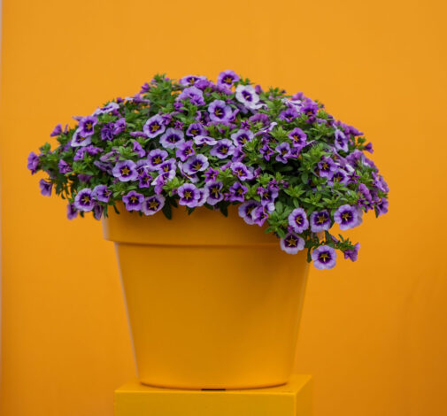 COLIBRI™ Spark Purple - Danziger