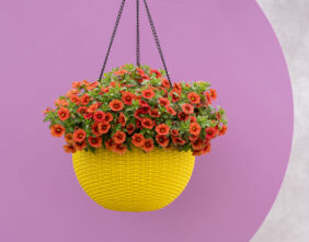 COLIBRI™ Tangerine