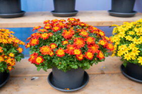 Blazing Ring of Fire™