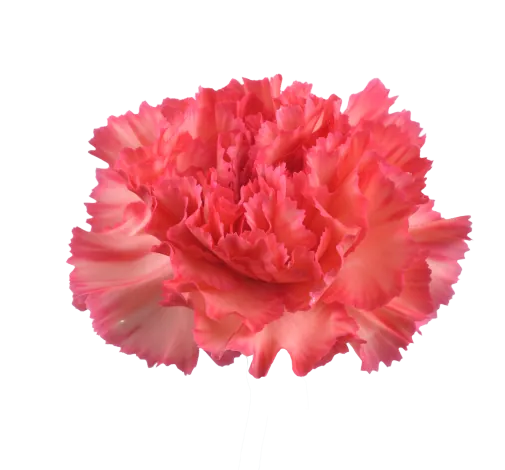 TESORO™ PEACH CHERRY