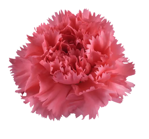 TESORO™ ROUGE PINK
