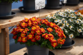 Blazing Ring of Fire™