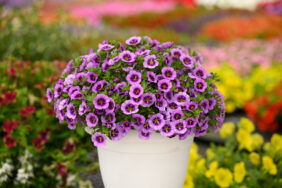 COLIBRI™ Spark Purple