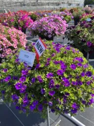 LIA™ Violet