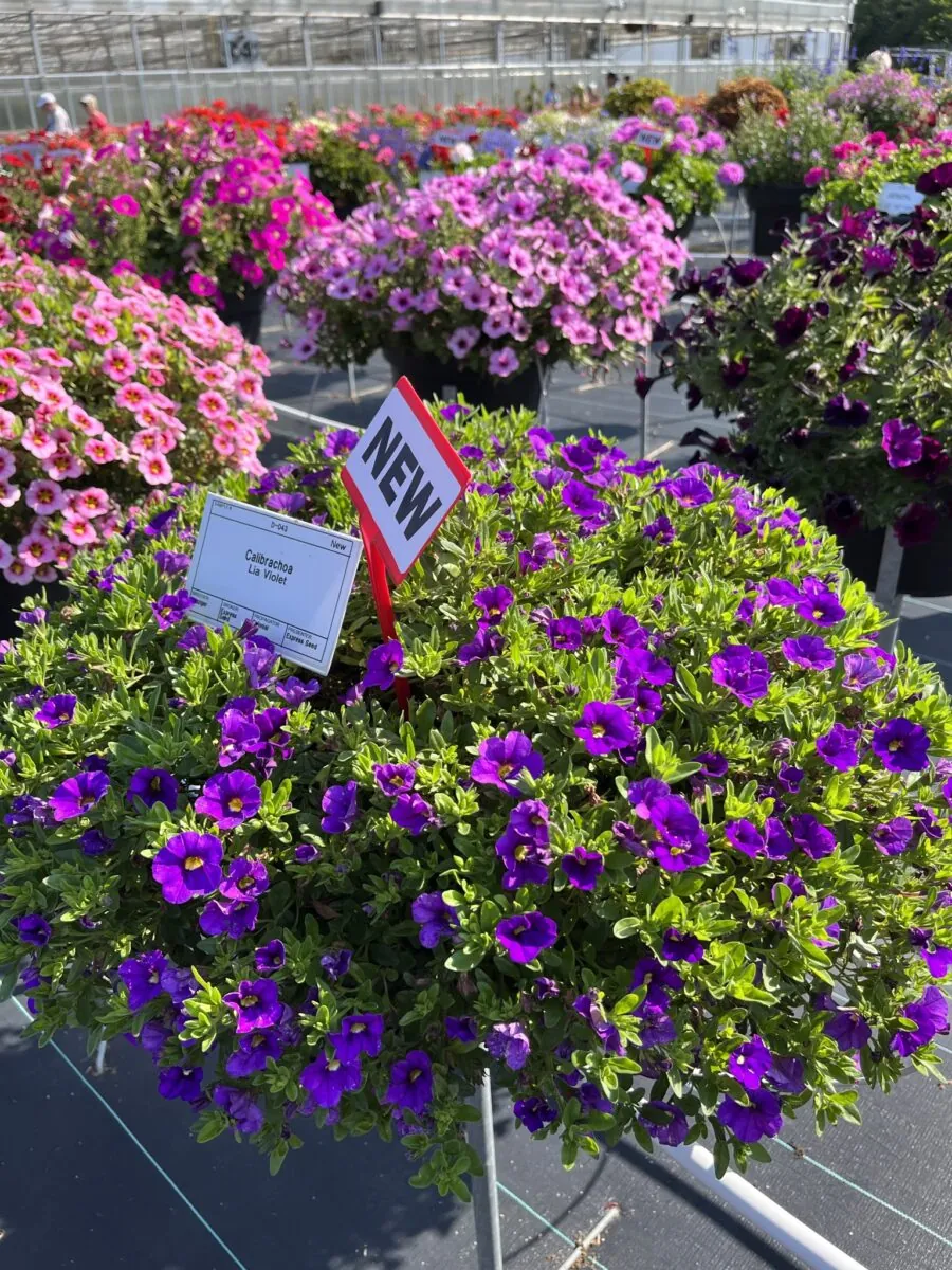 LIA™ Violet