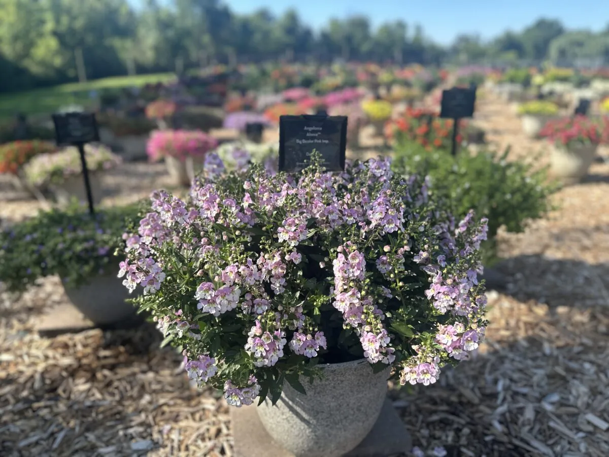 ALONIA™ Big Bicolor Pink Improved