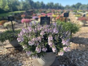 ALONIA™ Big Bicolor Pink Improved