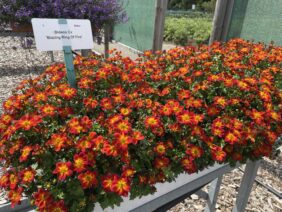 Blazing Ring of Fire™