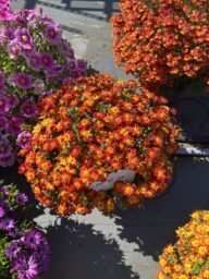 Blazing Ring of Fire™