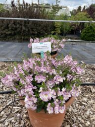 ALONIA™ Big Bicolor Pink Improved