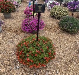 COLIBRI™ Tangerine