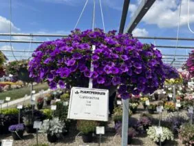 LIA™ Violet