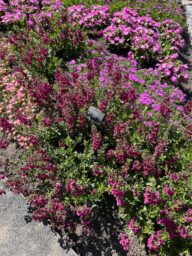 ALONIA™ Big Cherry