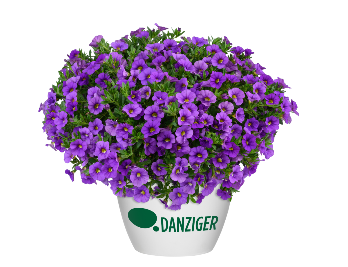 LIA™ Violet - Danziger